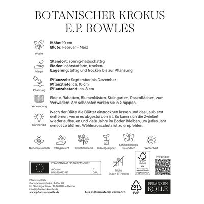 botanische Krokusse 'E. P. Bowles', gelb, 20 Blumenzwiebeln botanische Krokusse 'E. P. Bowles', gelb, 20 Blumenzwiebeln
