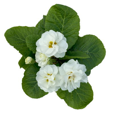 Primel 'PomPom', weiß, gefüllt, Topf-Ø 12 cm, 6 Pflanzen