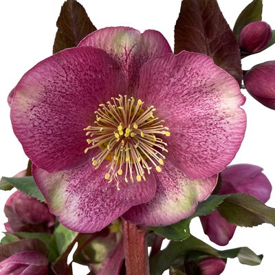 Helleborus 'Charmer', dunkelrosa, Topf-Ø 15 cm Helleborus 'Charmer', dunkelrosa, Topf-Ø 15 cm