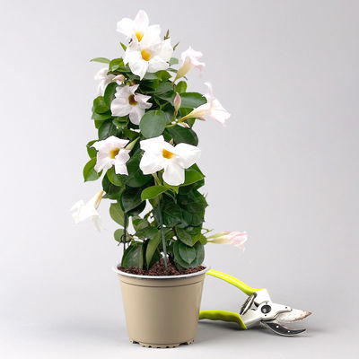 Dipladenie weiß, Pyramide Topf-Ø 14 cm, Höhe ca. 50 cm, 2 Pflanzen Dipladenie weiß, Pyramide Topf-Ø 14 cm, Höhe ca. 50 cm, 2 Pflanzen