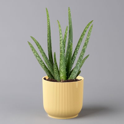 Aloe vera in Übertopf Vibes gelb, Topf-Ø 12 cm, Höhe ca. 35 cm, 2er-Set Aloe vera in Übertopf Vibes gelb, Topf-Ø 12 cm, Höhe ca. 35 cm, 2er-Set