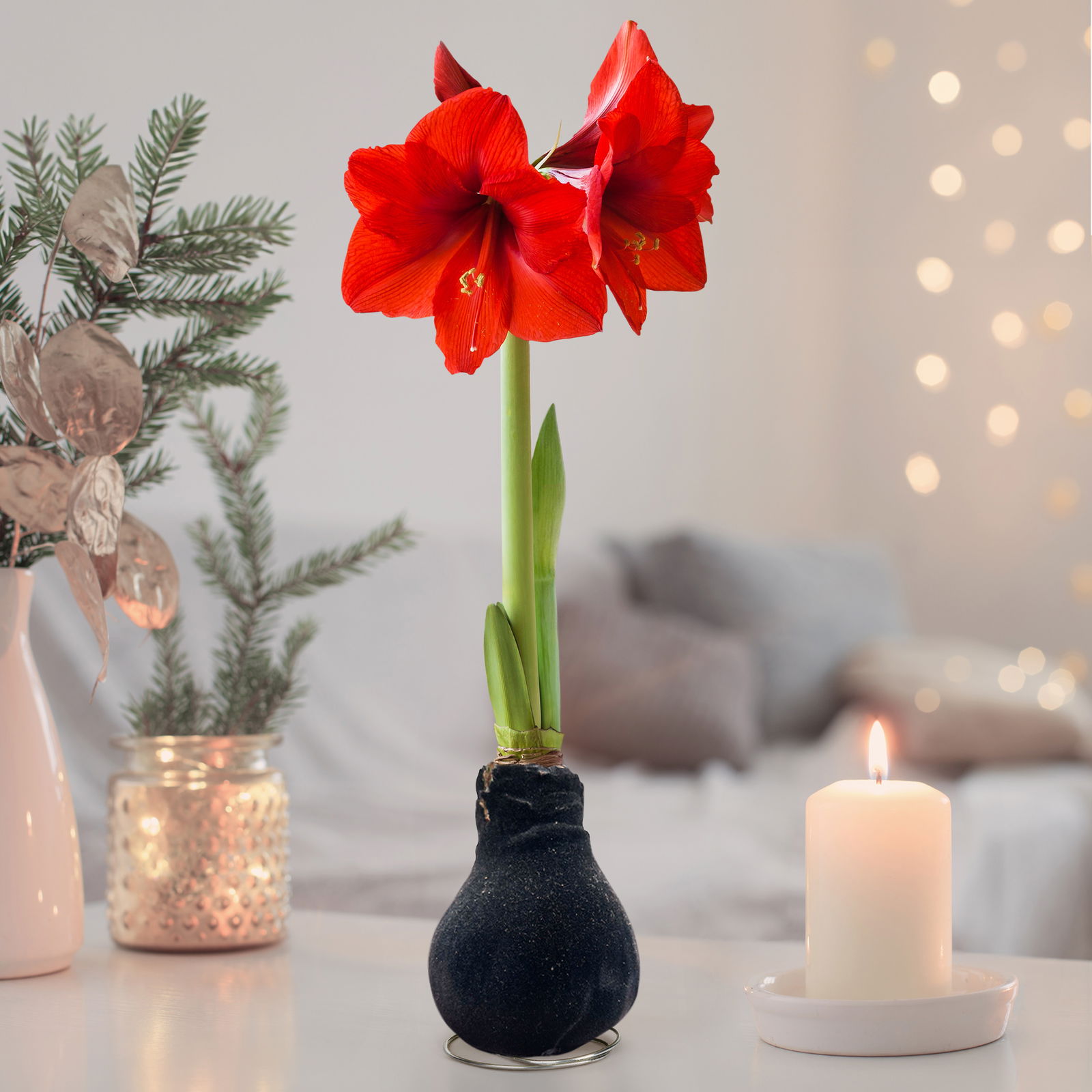 Amaryllis in Wachs, Dekor 'Black Velvet Touch', Blüte rot