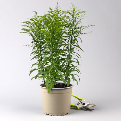 Goldrute 'Sweety' gelb, Höhe 60-80 cm, Topf 3 Liter Goldrute 'Sweety' gelb, Höhe 60-80 cm, Topf 3 Liter