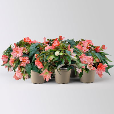 Begonie, halbhängend, Farbe zufällig, Topf-Ø 13 cm, 6 Pflanzen