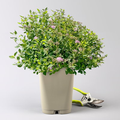 Zwergsommerspiere 'Little Princess', rosa, Höhe 25-30 cm, im 5 lt. Topf Zwergsommerspiere 'Little Princess', rosa, Höhe 25-30 cm, im 5 lt. Topf