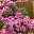 Sommerazalee (Godetia amoena) Godetia Rembrandt, pflegeleicht, ideal für Rabatte, Blumenbeete und im Topf