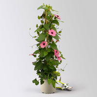 Schwarzäugige Susanne, rosa, Pyramide, Topf-Ø 17 cm, Höhe ca. 60 cm, 2 Pflanzen