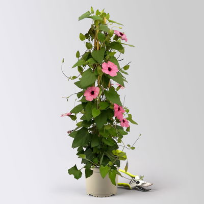 Schwarzäugige Susanne, rosa, Pyramide, Topf-Ø 17 cm, Höhe ca. 60 cm, 2 Pflanzen