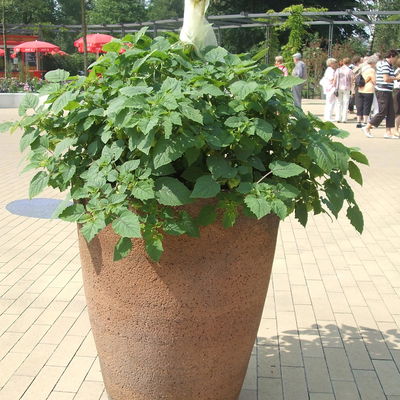 Blu Bio Ananaskirsche, Topf-Ø 12 cm, 3er Set