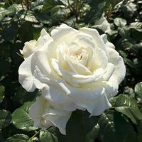 Duftende Beetrose 'Die Rose Ihrer Majestät'® (Beainesza), weiss, Topf 7,5 Liter