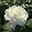 Duftende Beetrose 'Die Rose Ihrer Majestät'® (Beainesza), weiss, Topf 7,5 Liter Duftende Beetrose 'Die Rose Ihrer Majestät'® (Beainesza), weiss, Topf 7,5 Liter