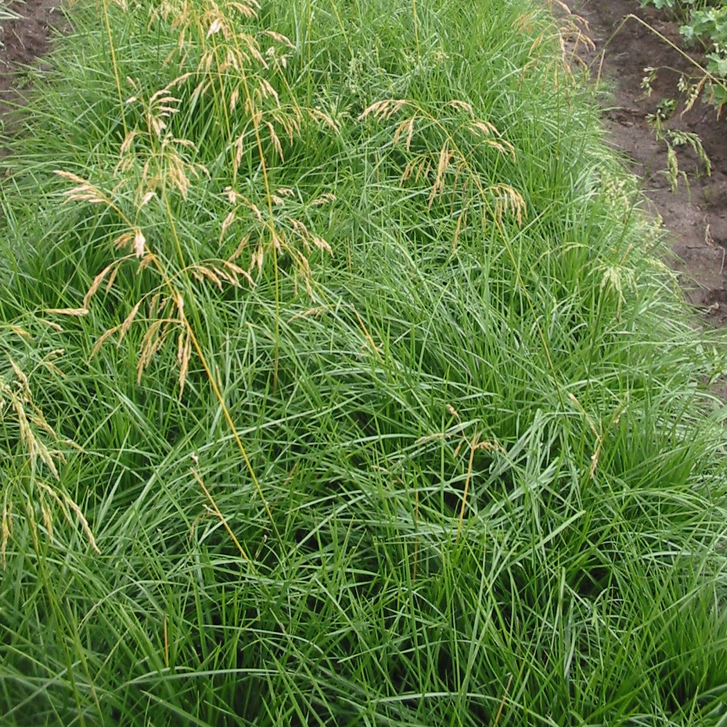 Bio Deschampsia, goldgelb, Topf 11x11 cm Bio Deschampsia, goldgelb, Topf 11x11 cm