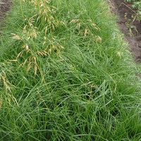 Bio Deschampsia, goldgelb, Topf 11x11 cm Bio Deschampsia, goldgelb, Topf 11x11 cm