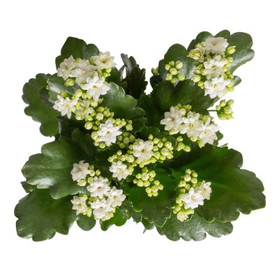 Kalanchoe 'Calandiva'®, weiß & rot,  Topf-Ø 12 cm, Höhe ca. 20-30 cm, 6er-Set Kalanchoe 'Calandiva'®, weiß & rot,  Topf-Ø 12 cm, Höhe ca. 20-30 cm, 6er-Set