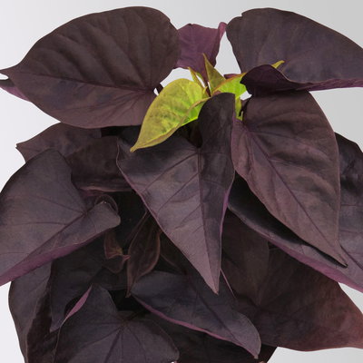 Grabbepflanzung Sommer weiß-rosa, 12 Pflanzen