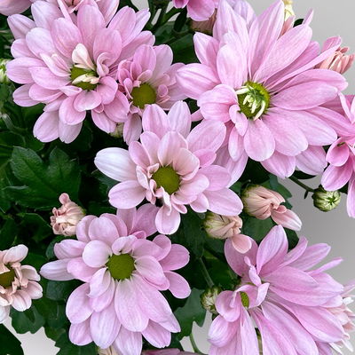 Chrysanthemen, rosa, Topf-Ø 12 cm, 6 Pflanzen Chrysanthemen, rosa, Topf-Ø 12 cm, 6 Pflanzen