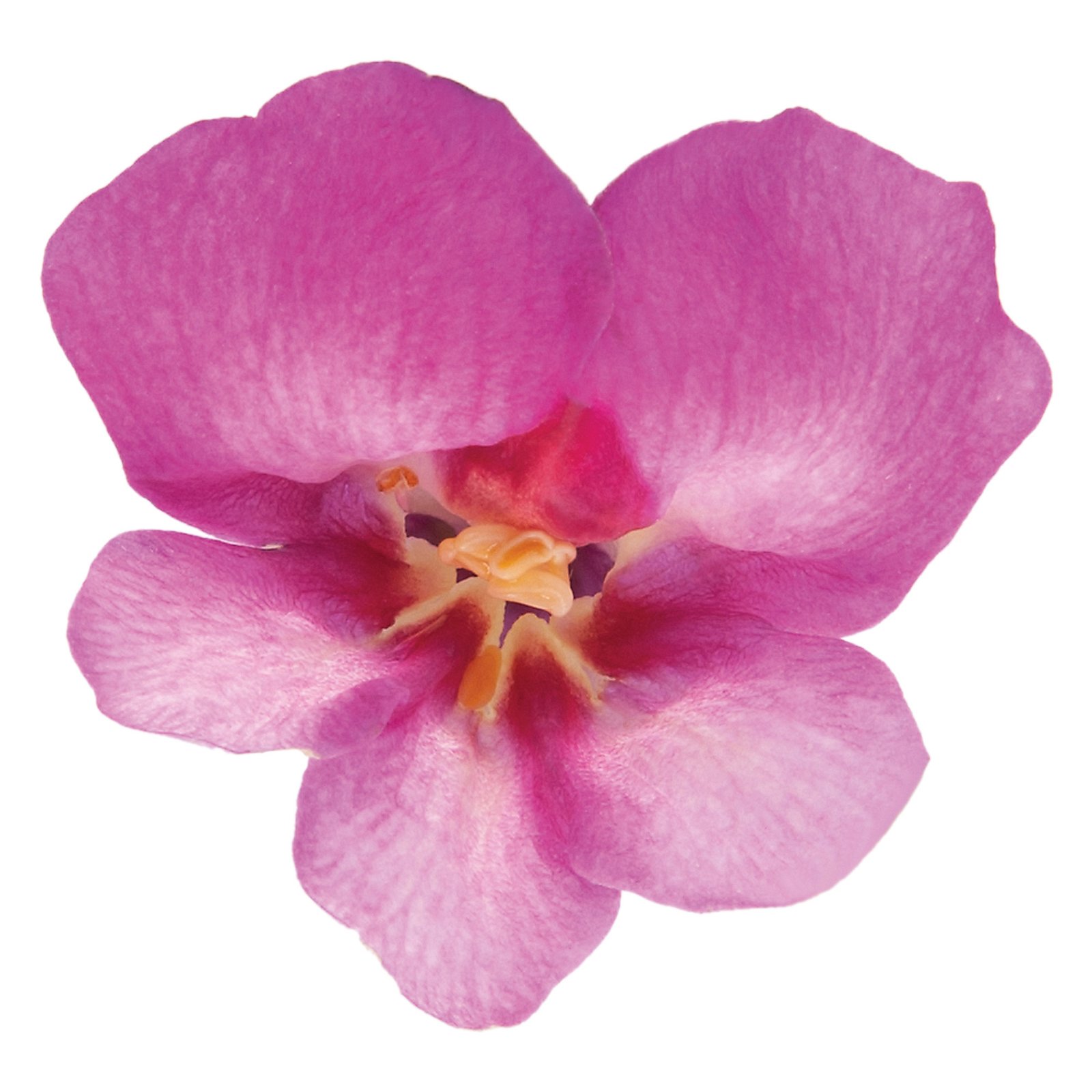 Löwenmäulchen 'Antirinca® Rose' pink, Topf-Ø 12 cm, 6er-Set
