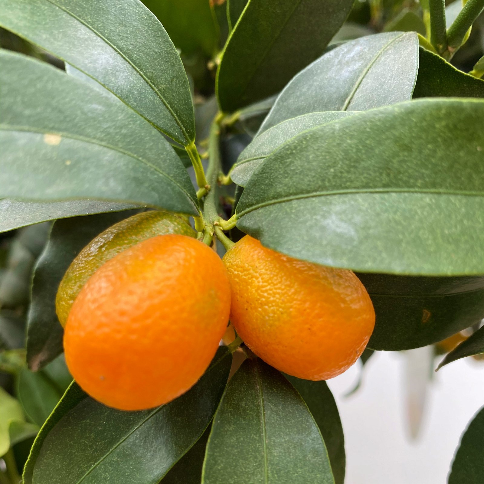 Kumquat, Kurz-Stamm, Topf-Ø 26 cm