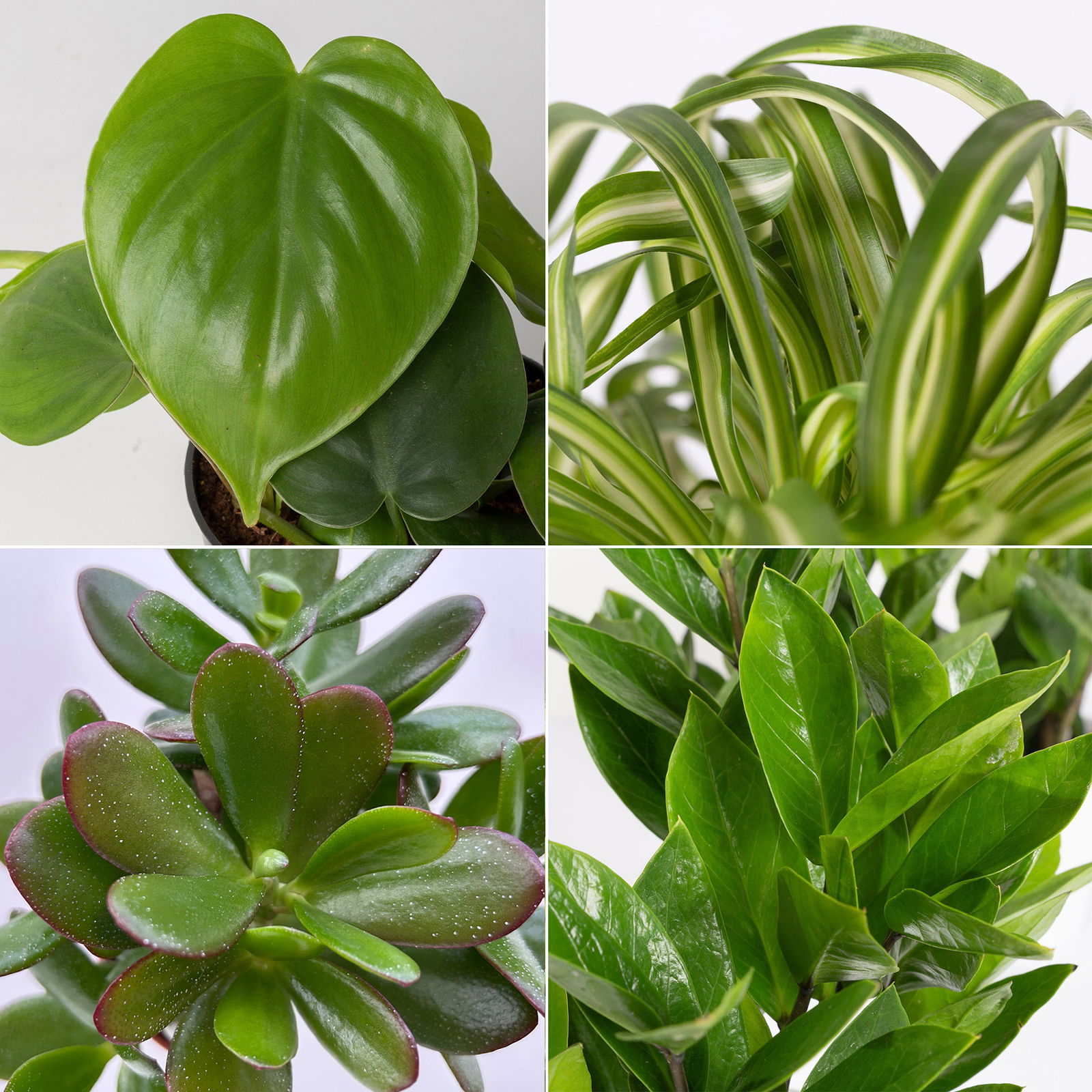 Grünpflanzenkreation 'Einsteiger-Mix', Topf-Ø 12cm + Übertopf Dallas, 4 Pflanzen