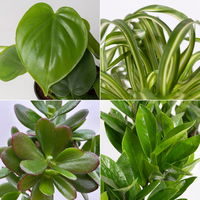 Grünpflanzenkreation 'Einsteiger-Mix', Topf-Ø 12cm + Übertopf Dallas, 4 Pflanzen