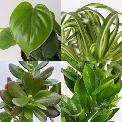 Grünpflanzenkreation 'Einsteiger-Mix', Topf-Ø 12cm + Übertopf Dallas, 4 Pflanzen