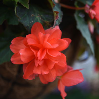 Begonie aufrecht, Farbe zufällig, Topf-Ø 13 cm, 6 Pflanzen