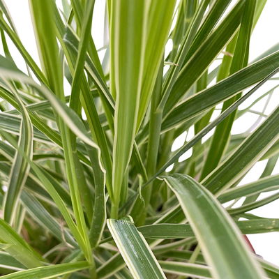 Buntes Lampenputzergras 'Sky Rocket', bunt, Topf-Ø 19 cm, 2 Pflanzen