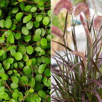 Lampenputzergras 'Rubrum' mit Mühlenbeckia, Topf-Ø 23 cm