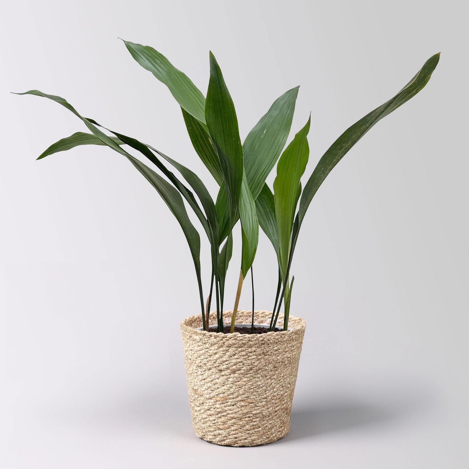 Schusterpalme,  Topf-Ø 14 cm, Höhe ca. 50 cm, inkl. Korb Nature