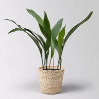 Schusterpalme,  Topf-Ø 14 cm, Höhe ca. 50 cm, inkl. Korb Nature