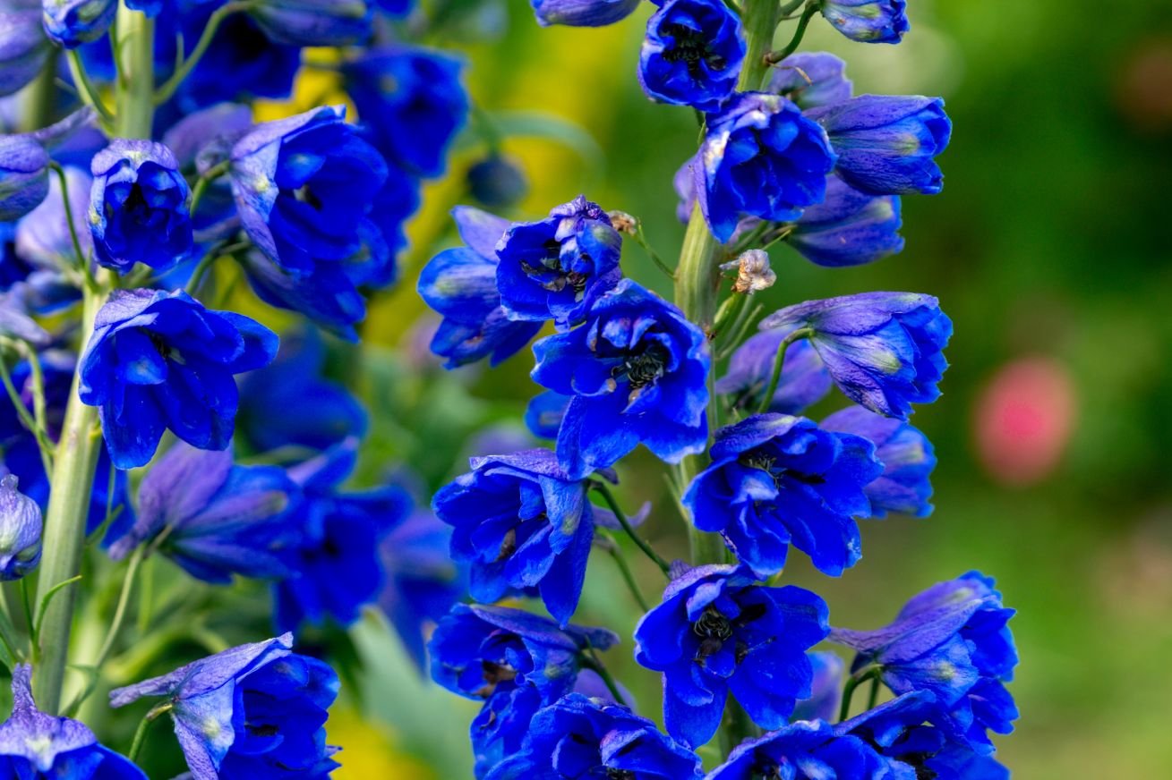Blaue Blüten - Gärtnertipps Juni