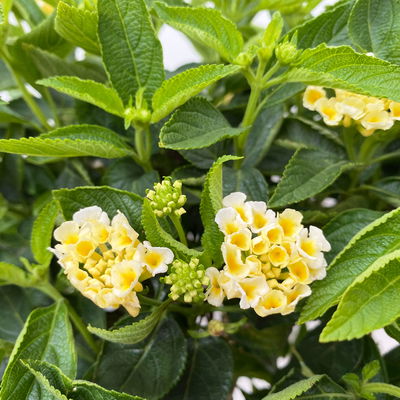 Wandelröschen weiß, Stamm, Topf-Ø 17 cm