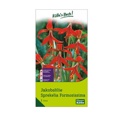 Jakobslilie (Sprekelia Formosissima) rot, 1 Blumenzwiebel