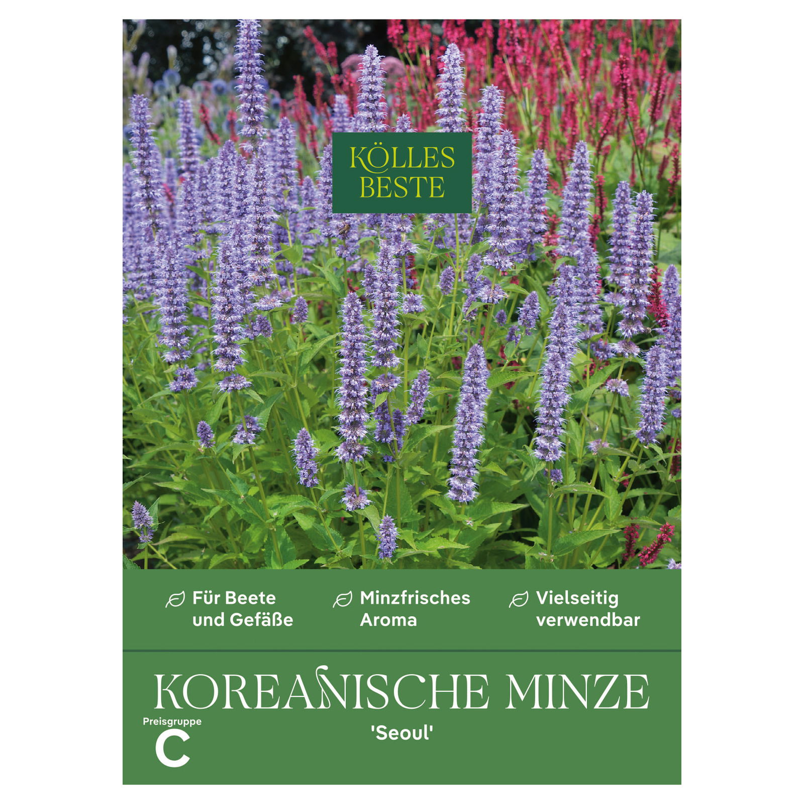 Kölles Beste Kräutersamen, Koreanische Minze 'Seoul'