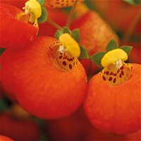 Pantoffelblume orange, Topf-Ø 15 cm, 3er-Set