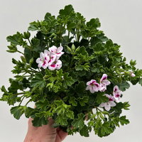 Geranie 'Angel® Lisa®', weiß-bordeaux, Topf-Ø 12cm, 6 Pflanzen