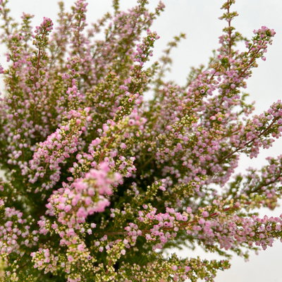 Glockenheide 'Beauty Queens®', rosa, Topf-Ø 12 cm, 6 Pflanzen Glockenheide 'Beauty Queens®', rosa, Topf-Ø 12 cm, 6 Pflanzen