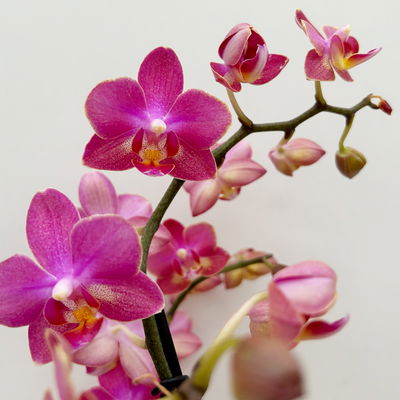 Duft Phalaenopsis 'Floral' lila/pink, Topf-Ø12 cm, im Übertopf mit Grußkarte