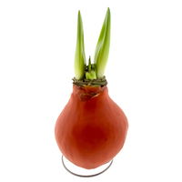 Gewachste XL-Amaryllis-Zwiebel, rote Blüte, Dekor 'Basic Orange'