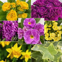 Pflanzenkreation Primelliebe, 9 Pflanzen inkl. Erde & Dünger