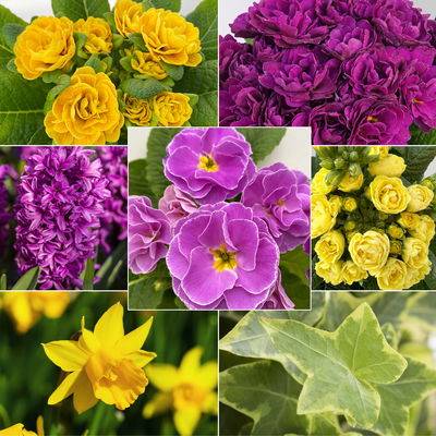 Pflanzenkreation Primelliebe, 9 Pflanzen inkl. Erde & Dünger