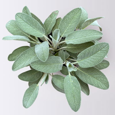 Bio Kräuter-Set 'Pizza & Pasta', 5 Pflanzen, Topf-Ø 12cm Bio Kräuter-Set 'Pizza & Pasta', 5 Pflanzen, Topf-Ø 12cm