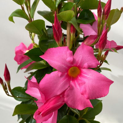 Dipladenie, rosa, Pyramide, Topf-Ø 17 cm, Höhe ca. 70 cm, 2 Pflanzen