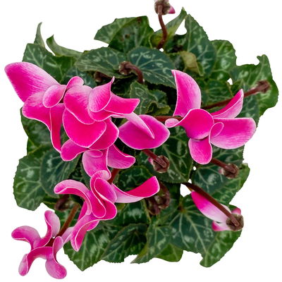 Alpenveilchen, Farben zufällig, Mini, Topf-Ø 6 cm, 10 Pflanzen Alpenveilchen, Farben zufällig, Mini, Topf-Ø 6 cm, 10 Pflanzen