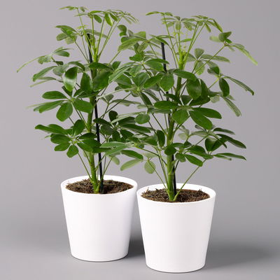 Strahlenaralie 'Nora' inkl. Übertopf Dallas weiß, Topf-Ø 13 cm, 2er-Set Strahlenaralie 'Nora' inkl. Übertopf Dallas weiß, Topf-Ø 13 cm, 2er-Set