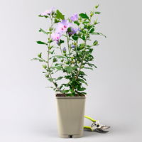 Garten-Hibiskus 'Marina', violettblau, 40 - 60cm hoch, Topf 5 l Garten-Hibiskus 'Marina', violettblau, 40 - 60cm hoch, Topf 5 l