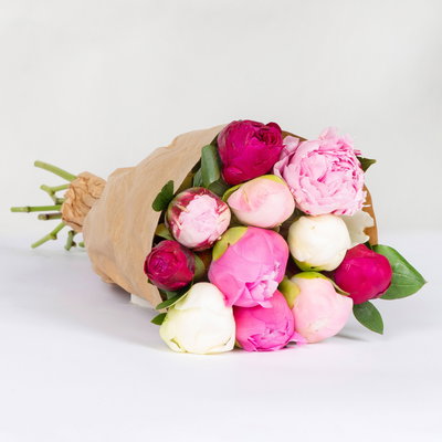 10 Pfingstrosen, rot, rosa & weiß