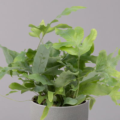 Phlebodium aureum 'Blue Star', Topf-Ø 12 cm, Höhe ca. 30 cm, 3er-Set