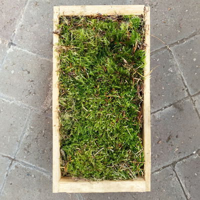 Pflanzenkreation Zauberhafter Winter, 8 Pflanzen + Lichterkette + Erde Pflanzenkreation Zauberhafter Winter, 8 Pflanzen + Lichterkette + Erde