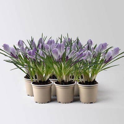 Krokus, blau-weiß gestreift, vorgetrieben, Topf-Ø 10,5 cm, 6 Pflanzen